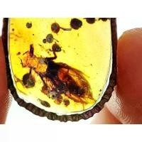 ราคา จี้ แมลงภายในอำพัน จากพม่า ฟอสซิล ยุคไดโนเสาร์ ขนาด 6.2x2.2x0.6ซม. น้ำหนัก4.5 กรัม แมลงภายในขนาด 1.6 ซม. (1731145810517855096)