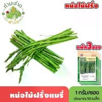 ราคา [แพ็ค 3 ซอง] เจียไต๋ เมล็ดพันธุ์ หน่อไม้ฝรั่งแมรี่ ขนาดซองละ1กรัม ประมาณ50เมล็ด/ซอง Asparagus หน่อไม้ฝรั่ง เมล็ดพันธุ์พืช เมล็ดผัก ปลูกผักสวนครัว (1730665130296576009)