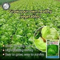ราคา ปลูกง่าย(500เมล็ด/ซอง)เมล็ดพันธุ์ ผักสลัด ไอซ์เบิร์ก สลัดแก้ว Iceberg Lettuce Seed Organic Vegetable Seeds for Planting ผักสลัดแก้ว ผักสลัด เมล็ดพันธุ์แท้ OP เมล็ดพันธุ์ผัก ผักสว (1730482547198036514)