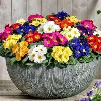 ราคา เมล็ดพริมโรสผสมสี 100 เมล็ด(mixed color Primula Seeds) ไม้กระถางระเบียงสวนออกดอกเย็นบึกบึนปลูกง่าย เมล็ดดอกไม้สวย (ต้นไม้มงคล ต้นไม้ฟอกอากาศ เมล็ดพันธุ์พืช เมล็ดดอกไม้ พรรณไม้ ต้ (1730121727022172282)