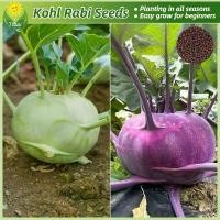 ราคา เมล็ดพันธุ์ กะหล่ำปมสีม่วง กะหล่ำปมสีเขียว โคราบี บรรจุ 200 เมล็ด Green & Purple Kohlrabi Seed เมล็ดพันธุ์ผัก เมล็ดพันธุ์พืช ผักสวนครัว ผักออร์แกนิก บอนไซ พันธุ์ผัก เมล็ดบอนสี ต้ (1732176517266770061)