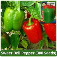 ราคา เมล็ดพริกหวาน เมล็ดพันธุ์ พริกหยวก บรรจุ 300 เมล็ด Bell Pepper Seed Vegetable Seeds for Planting เมล็ดพริกหยวก ผักออร์แกนิก F1 เมล็ดพันธุ์ผัก พันธุ์ผัก เมล็ดพันธุ์พืช เมล็ดผัก เม (1731452118834776487)