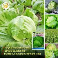 ราคา เมล็ดพันธุ์ ผักสลัด ไอซ์เบิร์ก สลัดแก้ว Iceberg Lettuce Seed Organic Vegetable Seeds for Planting ผักสลัดแก้ว ผักสลัด เมล็ดพันธุ์แท้ OP เมล็ดพันธุ์ผัก ปลูกผัก ผักสวนครัว ผักออร์แ (1732071159843228351)