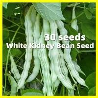 ราคา เมล็ดพันธุ์ ถั่วแขก ถั่วพุ่ม White Kidney Bean Seeds - ผลผลิตสูง บรรจุ 30 เมล็ด ปลูกง่าย โตไว เมล็ดพันธุ์ถั่วแขก Bean Plants Seeds Vegetable Seeds เมล็ดพันธุ์พืช เมล็ดพันธุ์ผัก เ (1731919391119149256)