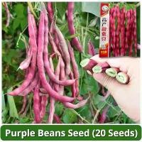 ราคา เมล็ดพันธุ์ถั่วแขกสีม่วง 20เมล็ด/แพ็ค Purple Bush Bean Seeds Vegetable Seeds for Planting พันธุ์ผัก ปลูกผัก เมล็ดผัก เมล็ดถั่วแขกสีม่วง F1 เมล็ดพันธุ์ผัก เมล็ดพันธุ์แท้ OP ผักสวน (1732025881540463615)