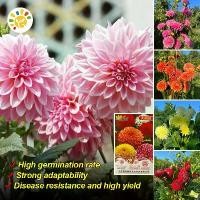 ราคา เมล็ดพันธ์ุดอกไม้ เมล็ดรักเร่ เมล็ดพันธุ์ ดอกรักเร่คละสี (Dahlia Flower Mix Seed) คุณภาพดี ราคาถูก ของแท้ 100% ต้นรักเร่ เมล็ดเดซี่ ต้นดอกรักเร่ เมล็ดดอกรักเร่ ไม้ประดับ เมล็ดพัน (1731934044323482283)
