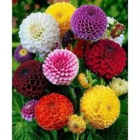 ราคา เมล็ดพันธ์ุดอกไม้ เมล็ดรักเร่ เมล็ดพันธุ์ ดอกรักเร่คละสี (Dahlia Flower Mix Seed) บรรจุ 200 เมล็ด คุณภาพดี ราคาถูก ของแท้ 100% ต้นรักเร่ เมล็ดเดซี่ ต้นดอกรักเร่ เมล็ดดอกรักเร่ ไม (1732043236459514559)