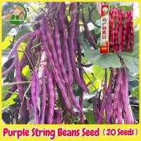 ราคา เมล็ดพันธุ์ถั่วแขกสีม่วง (Purple Bush Bean) บรรจุ 20 เมล็ด Organic Vegetable Seeds for Planting เมล็ดถั่วแขกสีม่วง F1 เมล็ดพันธุ์ผัก เมล็ดพันธุ์แท้ OP ผักสวนครัว ผักออร์แกนิก พัน (1731609998232618457)