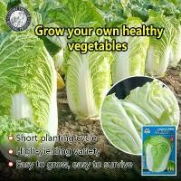 ราคา 300เมล็ด/ซอง เมล็ดพันธุ์ ผักกาดขาวปลี เมล็ดพันธุ์ผักกาดขาว Chinese Cabbage Seeds เมล็ดพันธุ์แท้ เมล็ดพันธุ์ผัก ผักสวนครัว บอนไซ ปลูกผัก ผักออร์แกนิก พันธุ์ผัก เมล็ดผัก เมล็ดพันธุ (1731642539075012055)