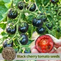 ราคา ปลูกง่าย ปลูกได้ทั่วไทย เมล็ดสด 100% เมล็ดพันธุ์ มะเขือเทศ เชอรี่สีดำ Black Cherry Tomato Seeds บรรจุ 100 เมล็ด เมล็ดพันธุ์ผัก ผักสวนครัว ต้นไม้มงคล เมล็ดบอนสี ต้นผลไม้ บอนไซ พัน (1731672478937089495)