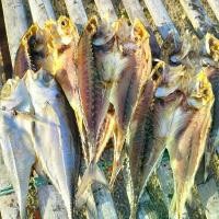 ราคา 500กรัม69บาทปลาหางแข็งผ่าตากแห้ง ปลาแข็งไก่ตากแห้ง ปลาผ่าตากแห้ง อาหารทะเลแปรรูป อาหารแห้ง ปลาแห้ง ของฝาก ส่วนประกอบในการทำอาหาร กับข้าว ออร์แกนิก แพ็ค (1729635764765297141)