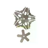 ราคา ลิ้นเพลทคอมเพรสเซอร์แอร์ Sanden 508,507 ชุด ลิ้น เพลท คอม แอร์ SD508,SD507 แผ่น ลิ้นเพลท ดาว แฉก แนะนำ (1731273908657423469)