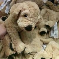 ราคา [จัดส่งทันที] IKEA แท้ค่ะ GOSIG GOLDEN กูสซิก โกลเด้น ตุ๊กตาผ้า, สุนัข/สุนัขโกลเด้น, 40 ซม. (1731822731561896241)
