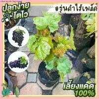 ราคา Khanungnit Chandraket การขาย ต้นองุ่นดำไร้เมล็ด แบล็คโอปอ ต้นคัดเกรดอย่างดี พันธุ์ดั้งเดิม ปลูกง่าย ลูกดก รสหวาน ผลไม้ ต้นไม้ ต้นไม้ฟอกอากาศ (1730724602419841483)