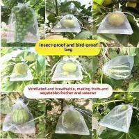 ราคา ถุงกันแมลง, สำหรับผลไม้และผัก, ตาข่ายกันนก, ผลไม้, บลูเบอร์รี่, มะเขือเทศ, องุ่น, ผลไม้มังกร, โปร่งใส, ถุงตาข่ายห่อผลไม้, ถุงป้องกัน (1731262278315574828)