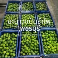 ราคา มะนาวแป้นรำไพเพชรบุรี เก็บสดใหม่จากสวน เปลือกบาง น้ำเยอะ ขนาดกลาง เบอร์500 20 kg. ผลไม้ สด (1730388572144437530)