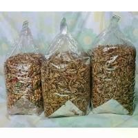 ราคา ปลาจิ้งจั้ง ปลากรอบ3รส งา/ไม่งา/สมุนไพร กรอบอร่อย น้ำหนัก500กรัม (กัลยาปลาหมึกแห้ง) มาใหม่บนชั้นวางของ (1731304993646282083)