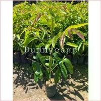 ราคา 2honeyalexia1SHOP สินค้าเฉพาะจุด ต้นมันปูกิ่งปักชำ สมุนไพร 10แถม1 (1730091898788023095)