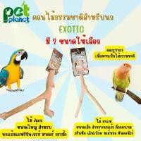 ราคา [ 2 ขนาด ] อุปกรณ์แต่งกรง คอนยืนนก Exotic คอนไม้นก สำหรับ นก นกแก้ว ค็อกคาเทล กรีนชีค ซันคอนัวร์ กระตั้ว แอฟริกันเกรย์ คําแนะนําการขายที่ร้อนแรงในเดือนนี้ (1731630408875476473)