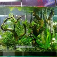 ราคา เครื่องทำความร้อนอุณหภูมิ, ใช้งานได้จริง, 25-300W, ปลั๊ก EU, กรองปลา, เครื่องทำน้ำอุ่นสำหรับตู้ปลา, ปรับได้, กันน้ำ, เหมาะสำหรับปลาน้ำจืด, เครื่องทำความร้อน (1731800432180365775)