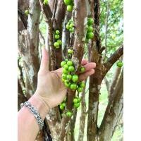 ราคา ต้นกล้าองุ่นบราซิล ต้นที่ขายอายุมากกว่า5ปี สูง80ซม.ขึ้นไป องุ่นต้น หรือ ฌาบูชีกาบา ขาย (1731825637852088253)