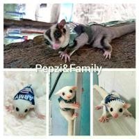 ราคา [[[ Pepzi&Family ]]]] เสื้อพร้อมสายจูง ชูก้า ชูก้าร์ ชูการ์ไกรเดอร์ ชูการ์ไกลเดอร์ สินค้าแนะนำ (1731547687104711046)