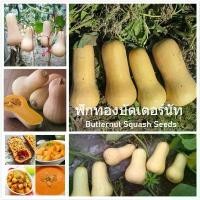 ราคา เมล็ดพันธุ์ ฟักทองบัตเตอร์นัท Butternut Squash Seeds บรรจุ 20 เมล็ด อุปกรณ์การเกษตร ทำสวน เมล็ดพันธุ์ผัก ต้นไม้มงคล (1730240447621598199)