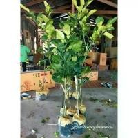 ราคา ต้นส้มโอ พันธุ์ทับทิมสยาม ต้นกิ่งตอน สูง 110-130 ซม. ยึดรูปแบบเดียวกัน (1731838803748620001)