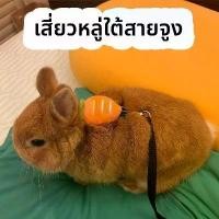 ราคา สายจูงกระรอก สายจูงแครอทสำหรับแมว คนแคระ ขนาดเล็กพิเศษ ป้องกันการหลบหนี รูปกระต่าย H ปรับได้ เหมาะสำหรับกิจกรรมกลางแจ้ง Ragdoll และเท็ดดี้ ป้องกันการหลบหนี ของ เล่น คลอด ลูก (1732320034458535982)