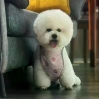 ราคา [จัดส่งทันที] PETSALUMNI ชุดกันเปื้อนสุนัข กันเปื้อนหมา กันเปื้อนคอร์กี้ กันเปื้อนน้องแมว กันท้องเปื้อน ผ้ากันเปื้อน เสื้อหมา เสื้อแมว (1732067010055211135)