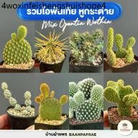 ราคา รวมโอพันเทีย หูกระต่าย Mix Opuntia worthia หลายสายพันธุ์ ส่งทั้งกระถาง cactus&succulent (1731888503335979686)