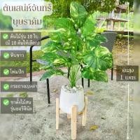 ราคา ชุดเสน่ห์จันทร์-บุษราคัม + ขาไม้ออริจินัล (รุ่นสูง 1 เมตร) **มีโฟมและหินขาวในชุด** l ต้นไม้ปลอมพร้อมกระถางและขาไม้สนนอก (1729635305062173124)