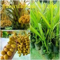 ราคา พร้อมส่งจากไทย ต้นอินทผาลัม เป็นผลไม้ที่มีรสหวานและอุดมไปด้วยสารอาหารสำคัญหลายชนิด เช่น วิตามิน แร่ธาตุ และใยอาหาร ที่เชื่อว่าอาจมีฤทธิ์ช่วยต้านสารอนุมูลอิสระ ป้องกันมะเร็ง ... (1731910087054493169)