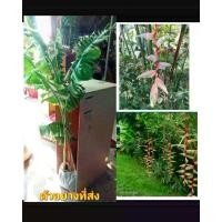 ราคา (1กอ) สูง 80-100cm ดอก ต้น เฮลิโคเนีย เซ็กซี่พิ้งค์ heliconia Sexy Pink / Chaosuan / m อุนาบุตร/ (1729774280328251733)