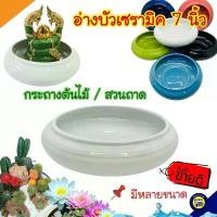 ราคา [7นิ้ว] กระถางต้นไม้ อ่างบัว อ่างเซรามิค อ่างบัวเซรามิค สีขาว เซรามิค อ่างใส่น้ำ อ่างบัวจิ๋ว สวนถาด บรรจุ1ใบ สินค้าแนะนำ (1731698707585861496)