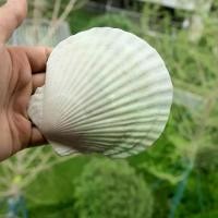 ราคา จานบาร์บีคิว Ezo Scallop ขนาดยักษ์ขนาดใหญ่ เหมาะสำหรับตกแต่งบ้าน แฟน ๆ ภาพวาด DIY สำหรับเด็ก เครื่องประดับเปลือกหอยสีขาว (1731571341930039072)