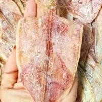 ราคา ปลาหมึกผ่า ตัวใหญ่ อาหาร ทะเล ขนาด 500 กรัม (1731958904412276474)