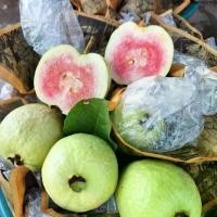 ราคา ผลไม้สด ฝรั่งไส้แดง เนื้อแน้นหวานกรอบ เก็บสดจากสวน (1730620347656210864)