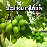 ราคา มะม่วงเบาใต้1กิโล ผลไม้สด ส่งฟรีมีีปลายทาง~ (1730926941874981023)