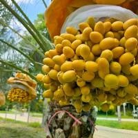 ราคา 1โล **อินทผลัมเนื้อเยื่อ บาฮีเหลือง สด กรอบ อร่อย ผลไม้สด (1731690002398087006)