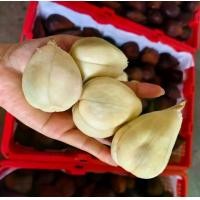 ราคา (ผลไม้สด) 2 กก สละอินโดนำเช้า จัมโบ้ หวาน กรอบ (1731900386292172613)