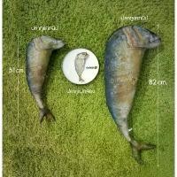 ราคา ปลาทูแคทนิป ของเล่นแมว หมอนปลาทู จัดส่งฟรี กทม (1731488643285026230)