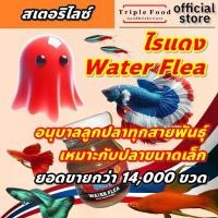 ราคา จัดส่งถึงบ้าน อาหารปลา ไรแดง TF ไรแดงปลากัด อาหารลูกปลาหางนกยูง อาหารลูกปลา ไรแดงสด แทน ไรแดงแช่แข็ง ไลแดง (1731727577124210422)