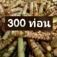 ราคา RYFV5 ท่อนพันธุ์หญ้าหวานอิสราเอล บรรจุ 300 ท่อน E (1731983261898147246)