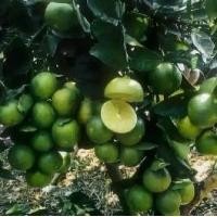 ราคา ต้นมะนาวแป้น เกษตร ติดลูกดก (1731377515112073128)