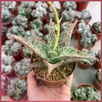 ราคา (shengdlh) Aloe Christmas Carol ว่านหางจระเข้คริสต์มาสแครอล12-14cm กุหลาบหินนำเข้า ไม้อวบน้ำ Succulents (ไลทอป แคคตัส) สีแดงของตาข่าย (1729697704824244476)