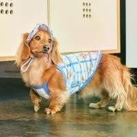 ราคา COD (NEW IN!) Bug Guard T: Blue Flower (Englisher Garten Series) - เสื้อ Cooling กันแมลง สำหรับสุนัข แบรนด์ munikund (1732148272533309663)