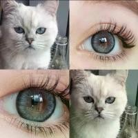 ราคา รุ่นตาแมว สีสวย เทาอมฟ้า Gray รุ่นโต lovelylens บิ๊กอายส์ (1729735447458778021)