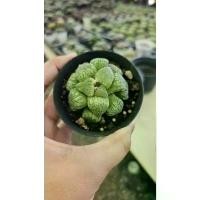 ราคา Haworthia green raccoon _succulent echeveria haworthia cactus ไม้อวบน้ำ แคคตัส ฮาโวเทีย ไลทอป ขาย (1732044260707107894)