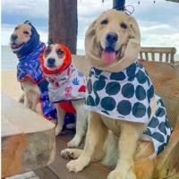 ราคา [COD] ชุดกันฝนสุนัข Pack n’ Go Jacket ชุดกันลมกันเลอะ กิจกรรม Outdoor ของสุนัข (1731836156311144147)